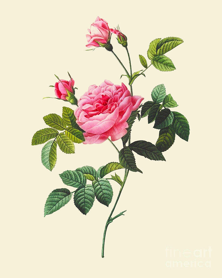 Rose Digital Art - Pink Roses by Madame Memento