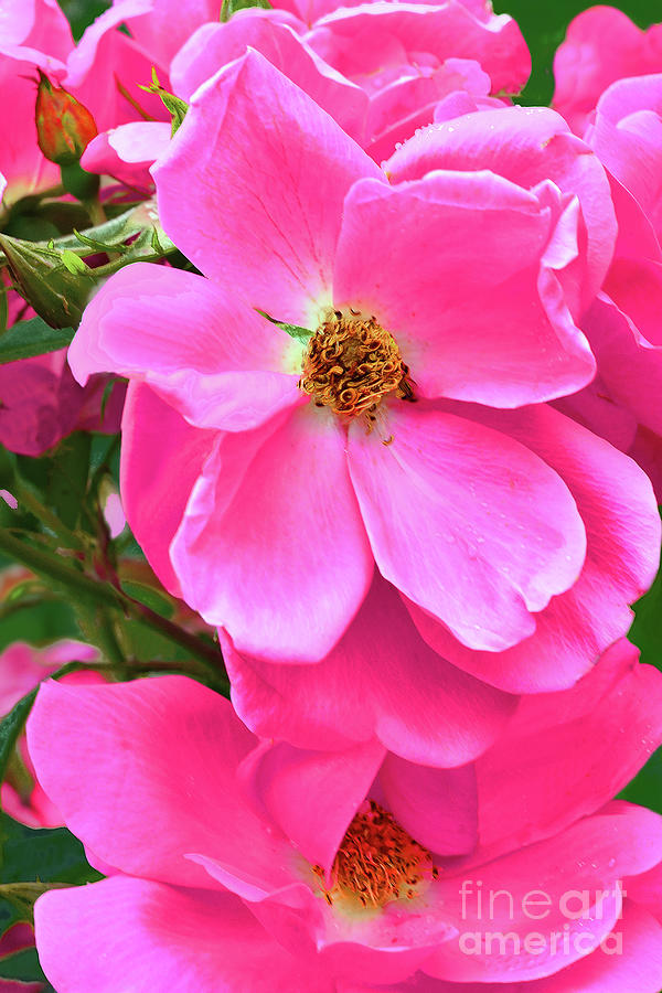 Pink Roses Of Summer Photograph