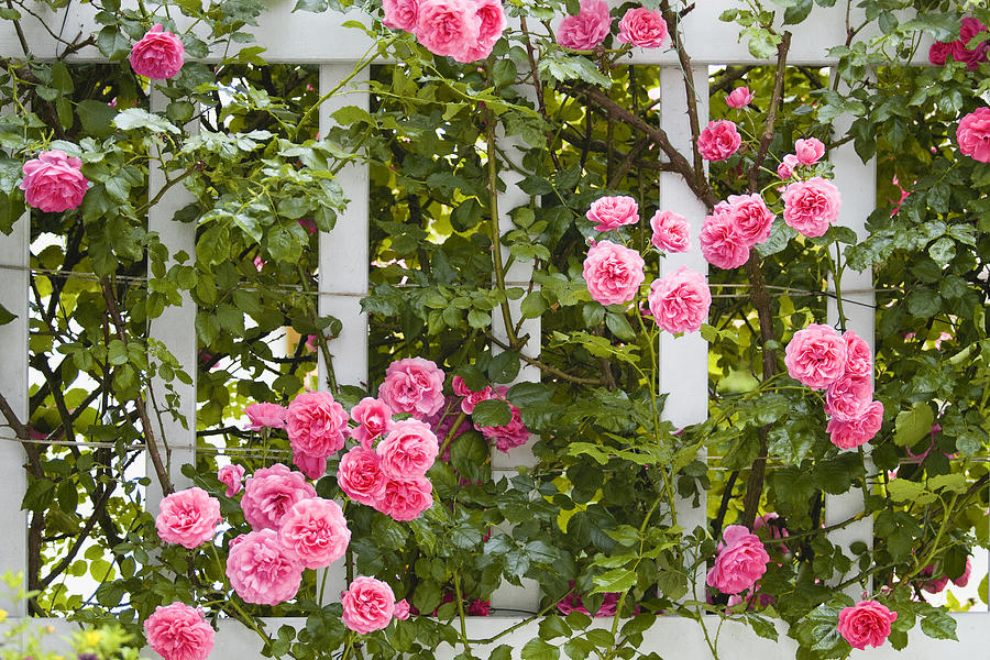 Pink roses on trellis Photograph by Julia Davila-Lampe