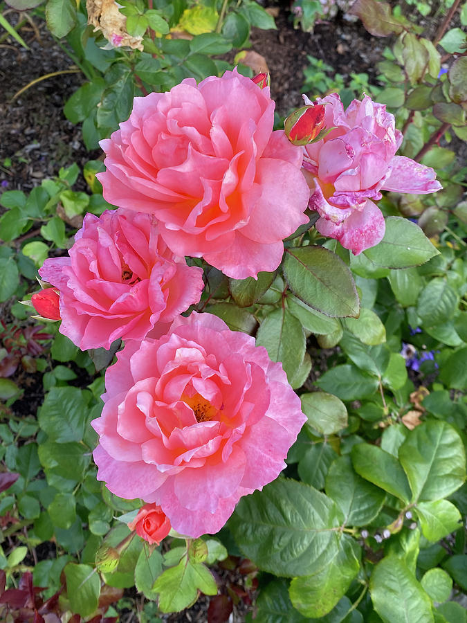 Wild Pink Roses Photograph by Deborah League