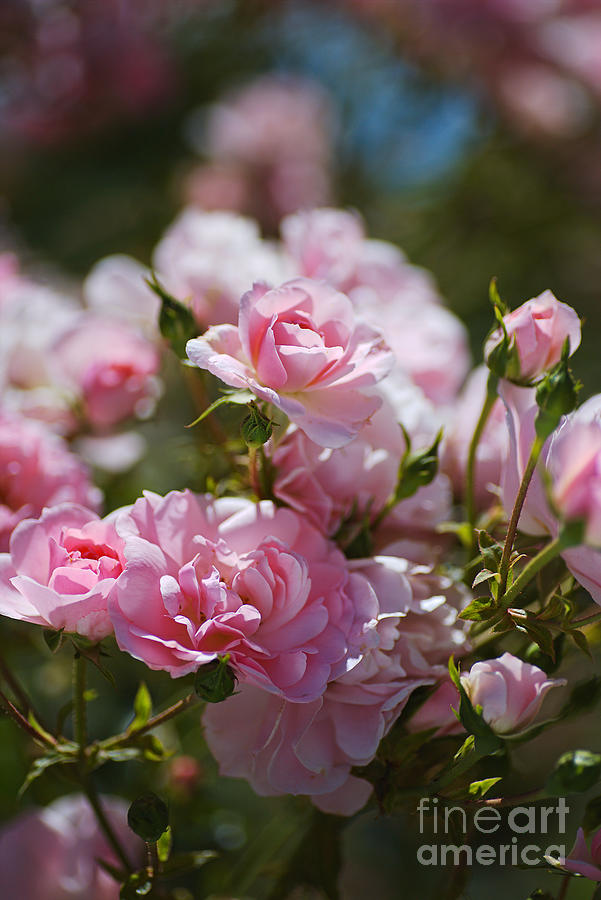 Rose Photograph - Pink Roses Spring Romance  by Joy Watson