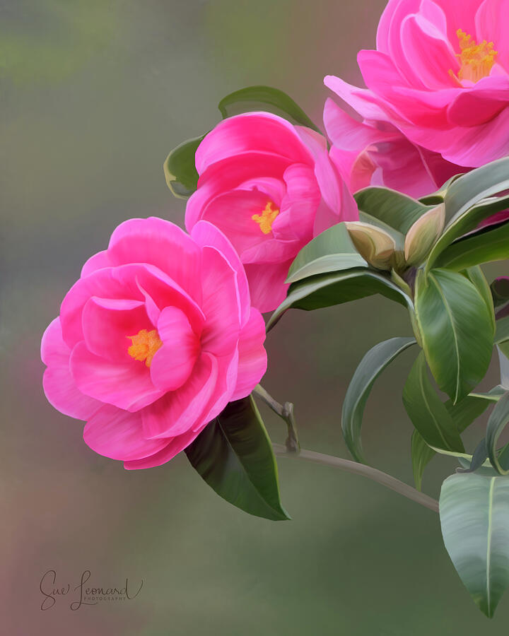 Pink Roses Photograph by Sue Leonard Pink Roses Photograph by Sue Leonard