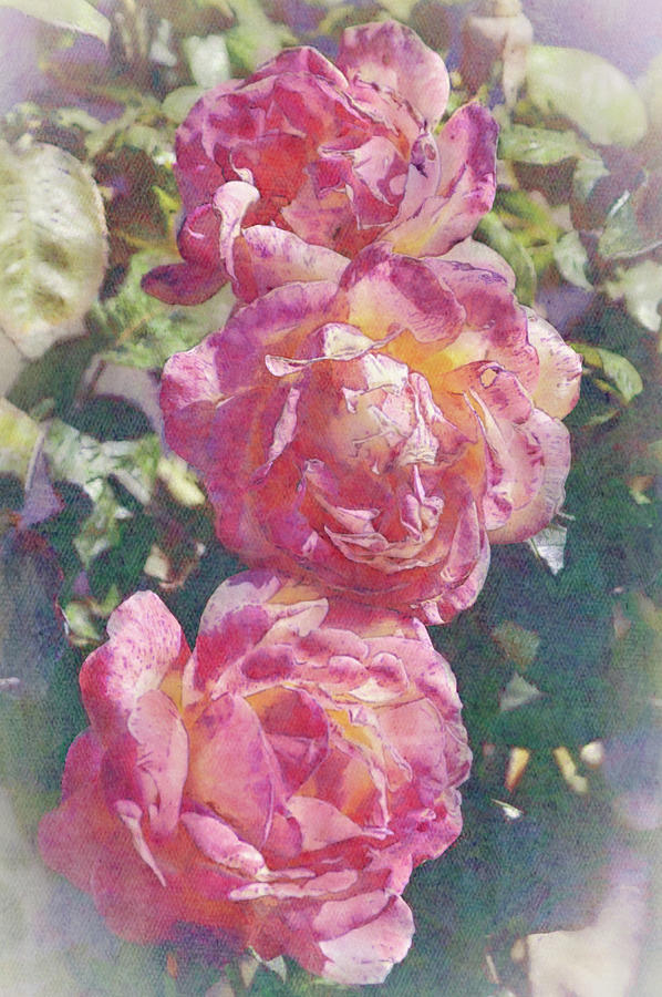 Pink Roses Three in a Row Illustrated Digital Art by Gaby Ethington