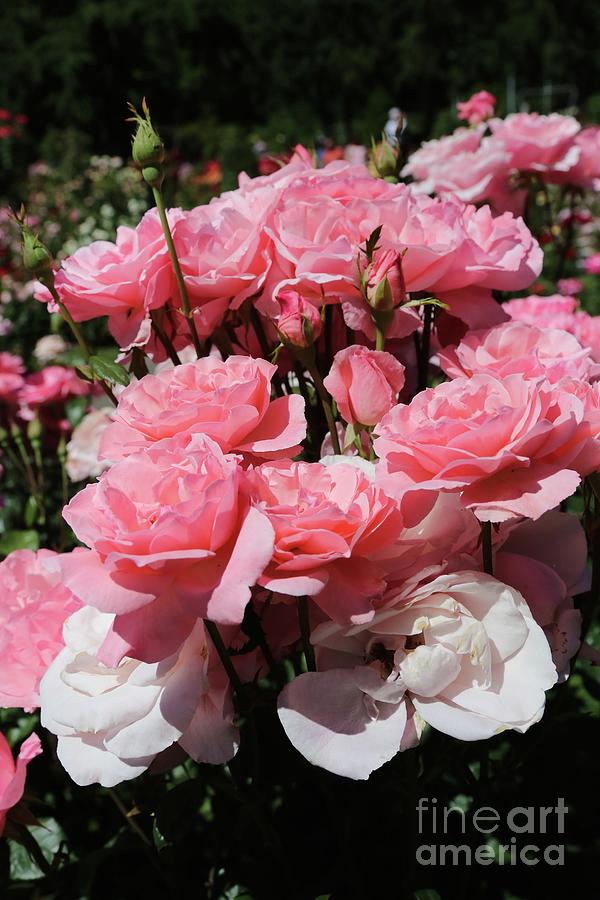 Pink Roses Vertical Photograph by Carol Groenen