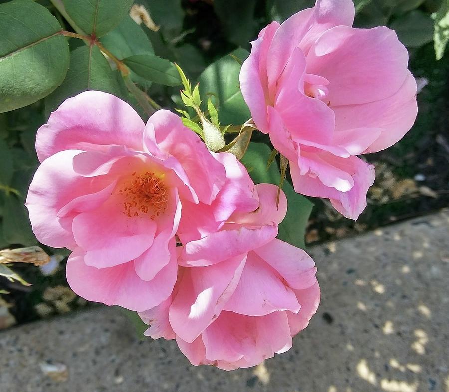 Pink Roses  Photograph by Vickie G Buccini
