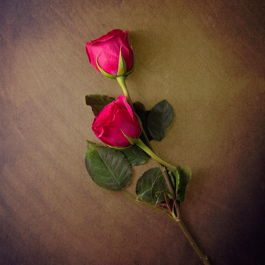 Pink Roses Photograph by Vlad Troyanker | Fine Art America