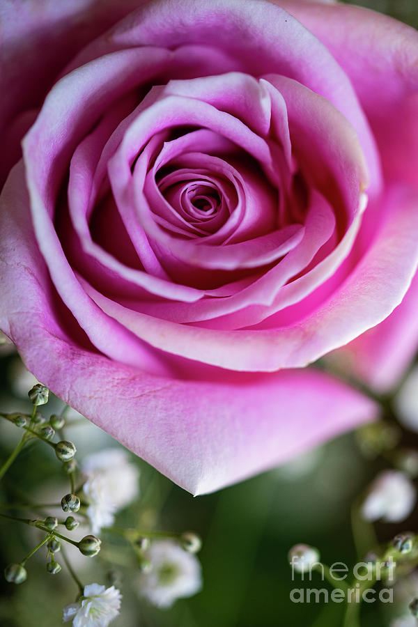 Pink Roses  Photograph by Wayne Moran