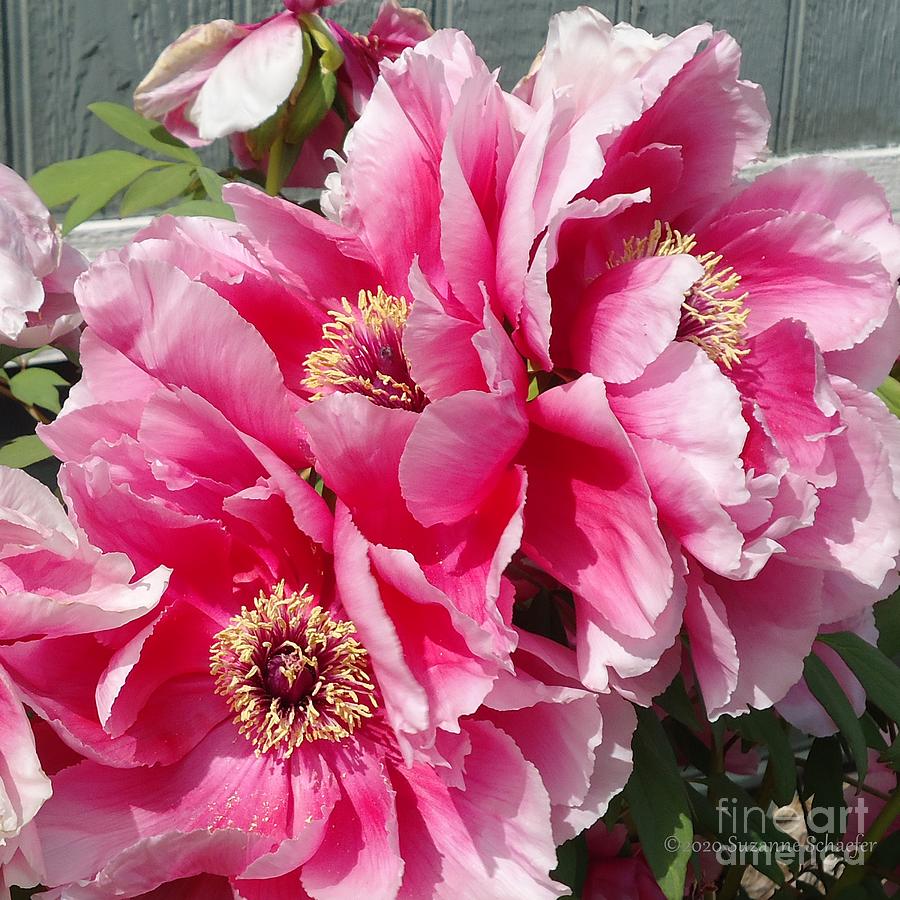 Pink Rozella Peonies Photograph by Suzanne Schaefer