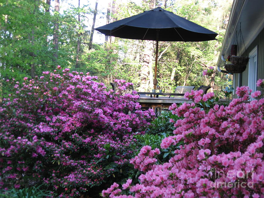 Pink Ruffle and Coral Bell Azalea Raleigh North Carolina Photograph by Catherine Ludwig Donleycott