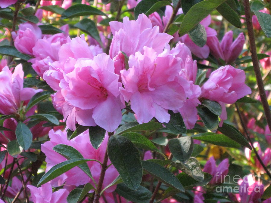 Pink Ruffle Azalea in Catherines Raleigh NC Garden  Photograph by Catherine Ludwig Donleycott
