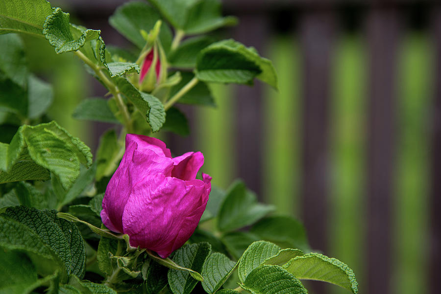 Pink Rugosa Rose Unfolding Photograph by Lynn Thomas Amber