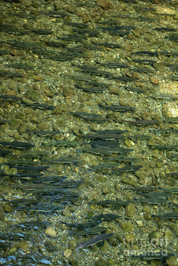 Pink Salmon Migration in Indian River, Sitka Photograph by Nancy Gleason