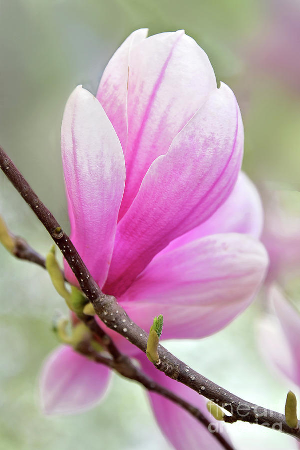 Pink Saucer Magnolia Portrait Photograph