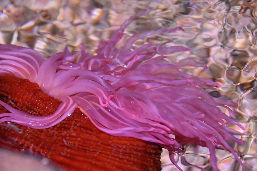 Pink Sea Anemones Pyrography by Christine Dekkers