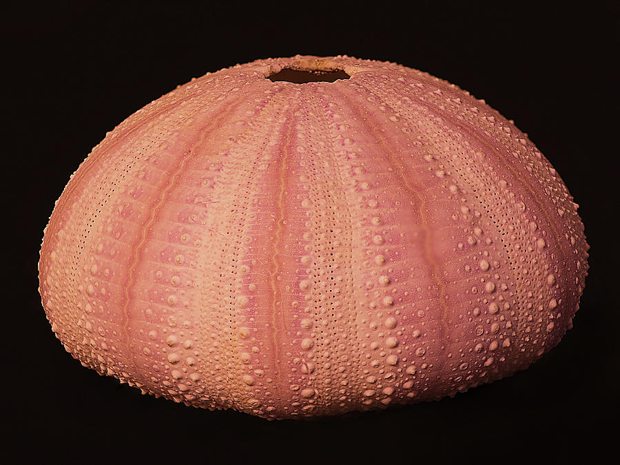 Pink Sea Urchin Shell Photograph by Charles Floyd