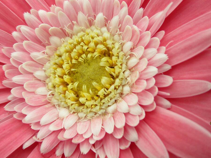 Pink Shasta Daisy Photograph