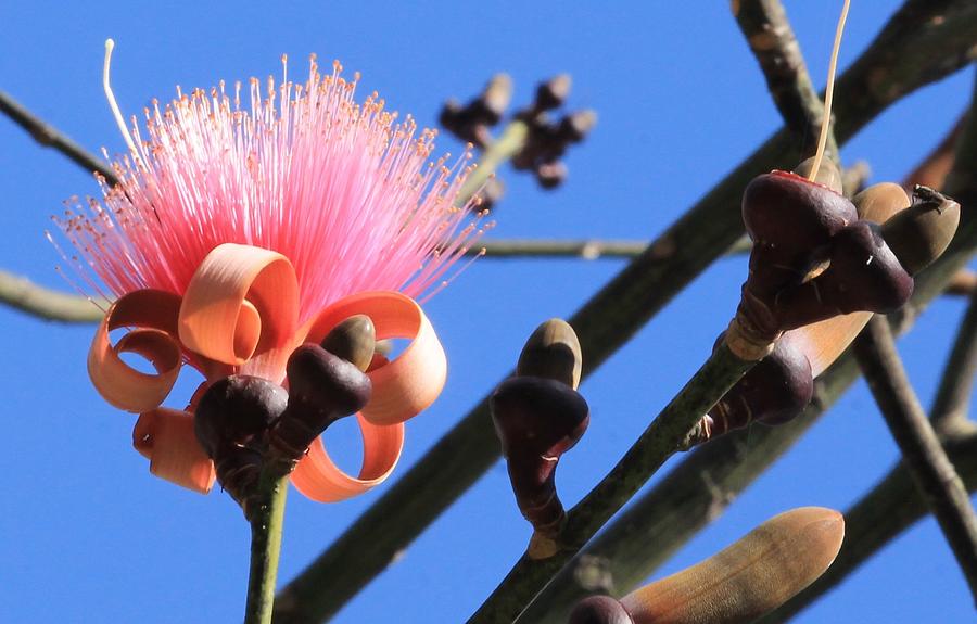 Pink Shaving Brush Photograph by Christopher J Kirby