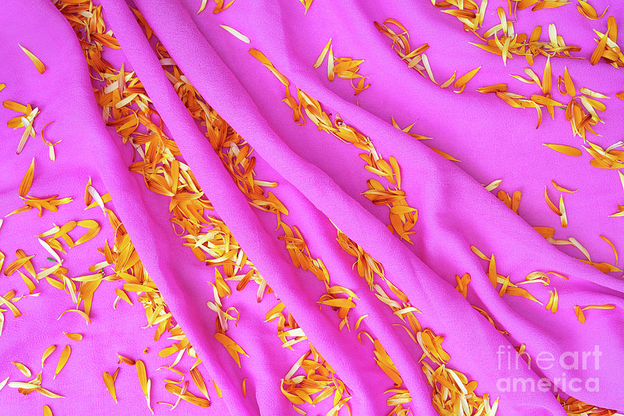 Pink Shawl and Petals Photograph by Tim Gainey