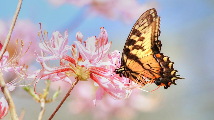 Pink-shell Azalea and the Appalachian Tiger Swallowtail Butterfly Photograph by Carol Montoya