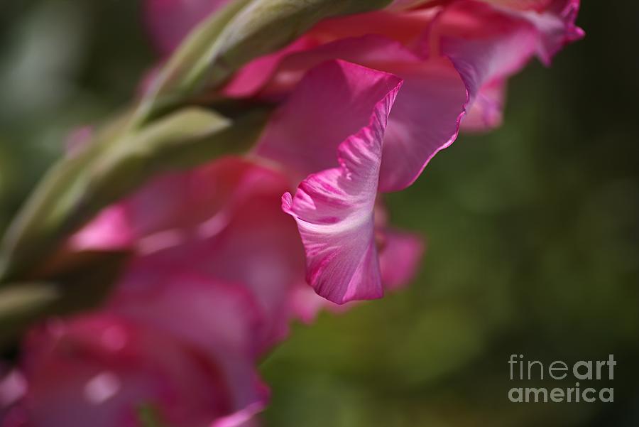 Pink Side Of Gladioli Photograph by Joy Watson