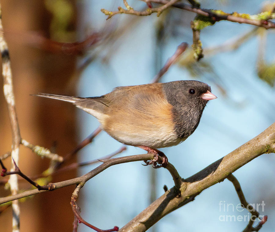 Pink Sided Junco Photograph by Nick Boren