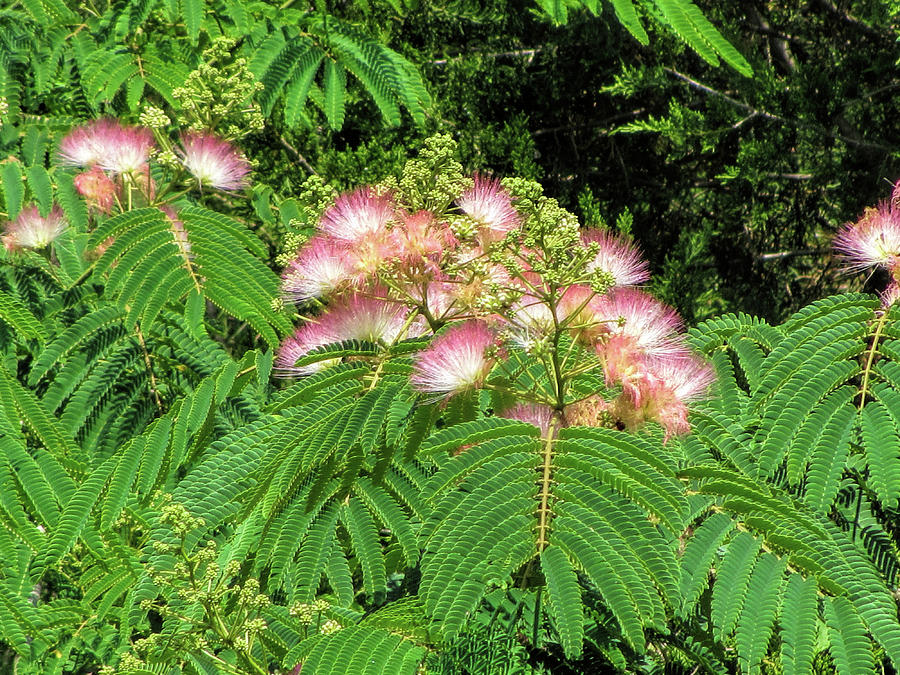 Pink Silk Tree Mimosa Photograph by Kathy Clark