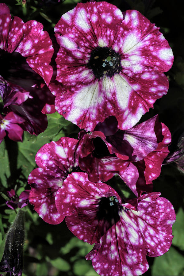Pink Sky Petunias Photograph by Donna Kennedy