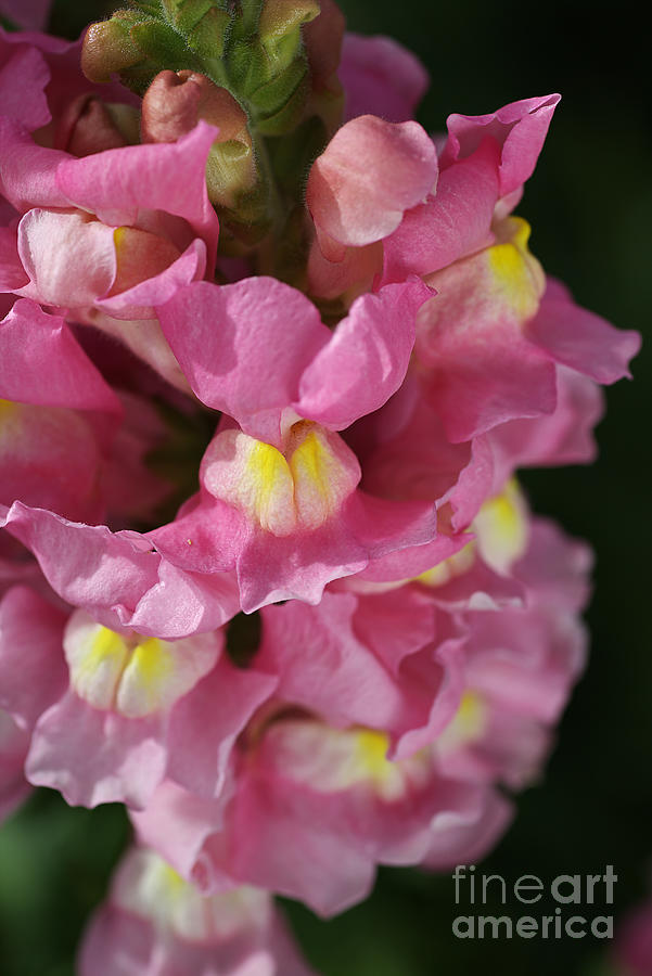 Nature Photograph - Pink Snapdragon Flowers by Joy Watson