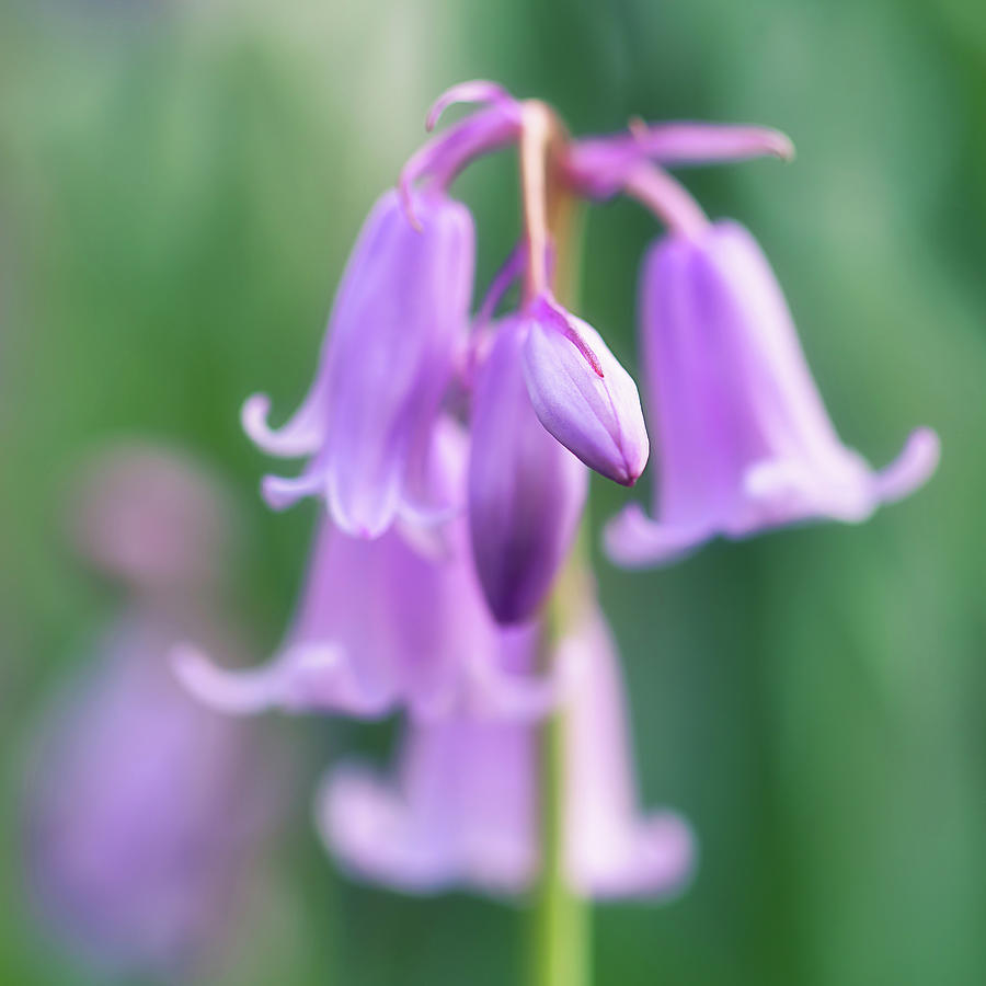 Pink Spanish Bluebell Photograph by Maria Meester
