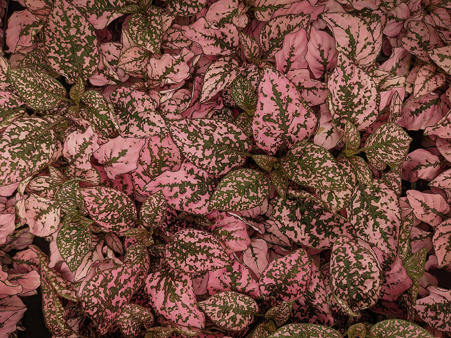 Pink Splash Hypoestes Photograph by Elena Francis - Fine Art America