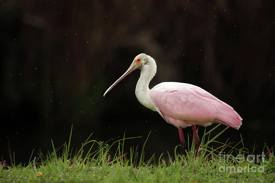 Pink Spoonbill In The Rain Photograph