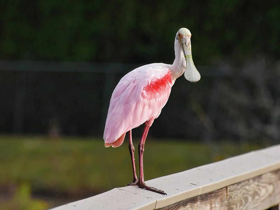 Pink Spoonbill Standing on Railing Photograph by Rebecca Herranen