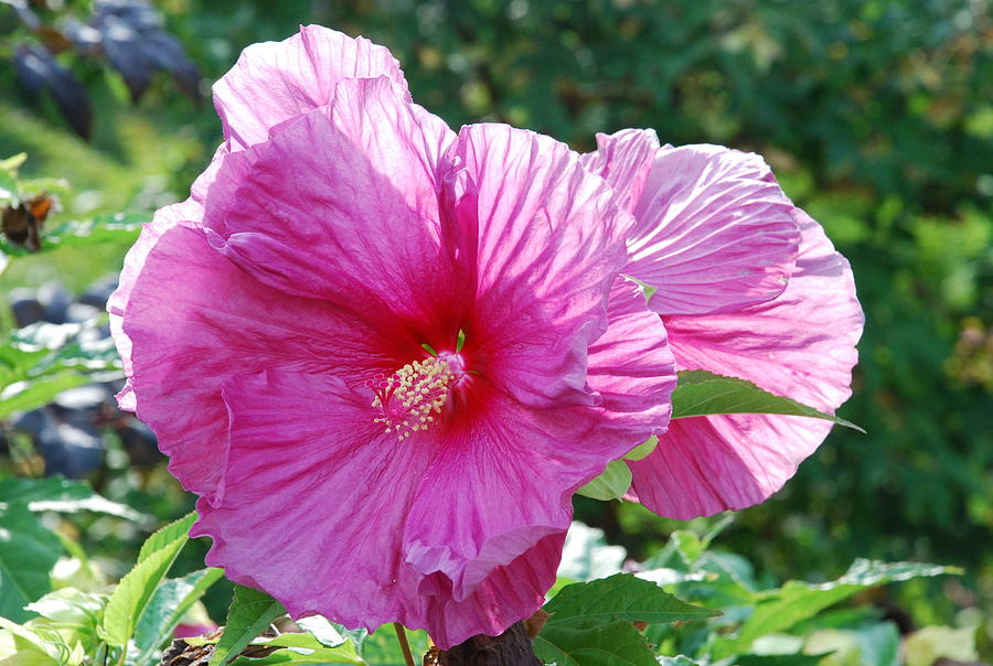Pink Spotlight Hibiscus Photograph by Ee Photography