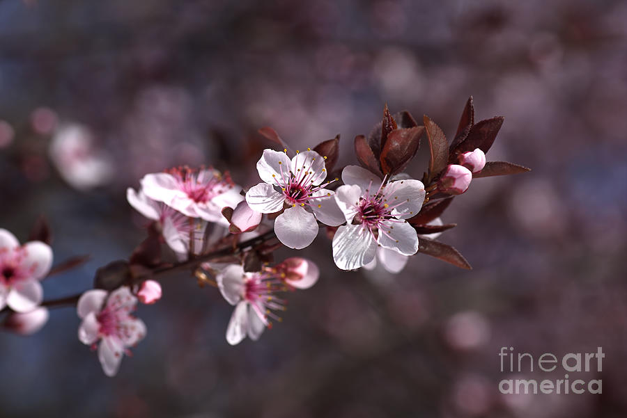 Pink Spring Blossom Photograph by Joy Watson