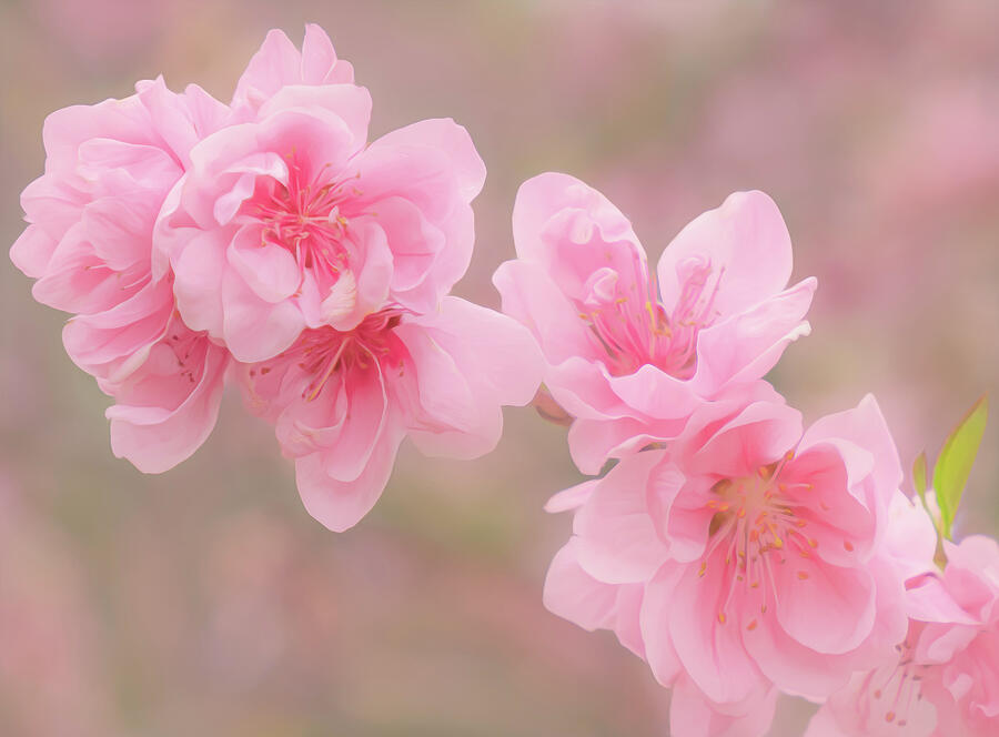 Nature Photograph - Pink Spring Blossoms by Sylvia Goldkranz