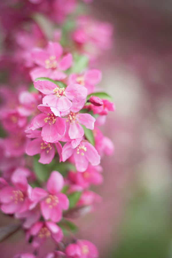 Pink Spring Crabapple Blossoms 1 Photograph by Joni Eskridge
