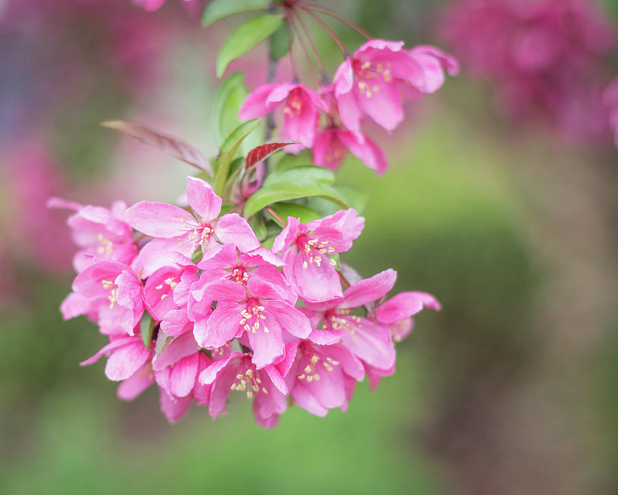 Pink Spring Crabapple Blossoms 2 Photograph by Joni Eskridge