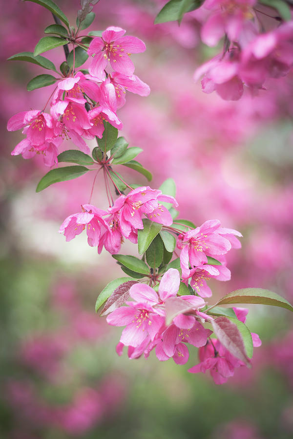 Pink Spring Crabapple Blossoms 3 Photograph by Joni Eskridge