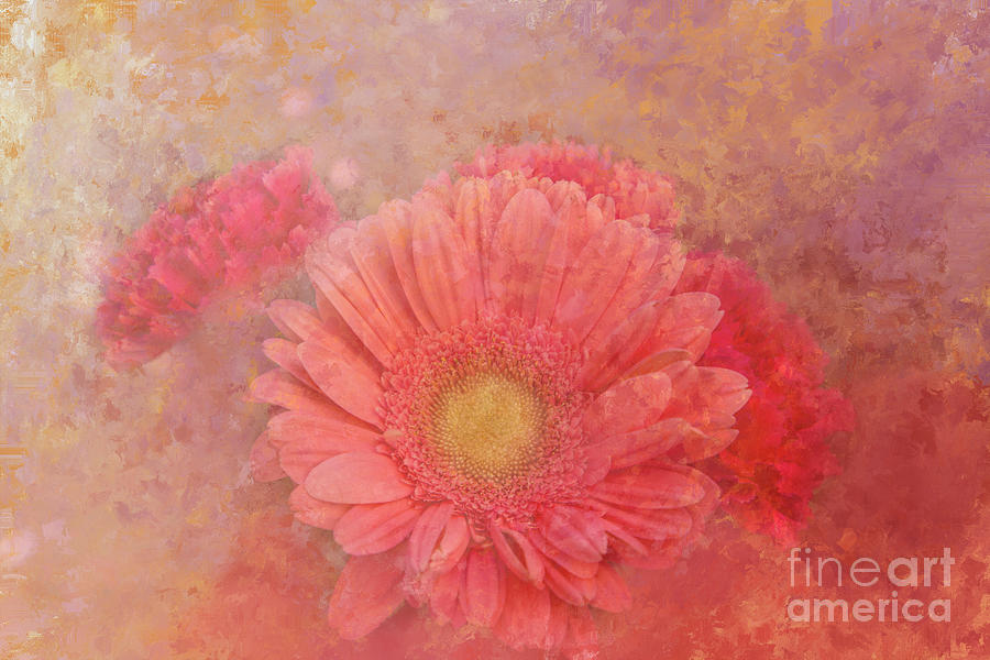 Daisy Photograph - Pink Spring by Elisabeth Lucas