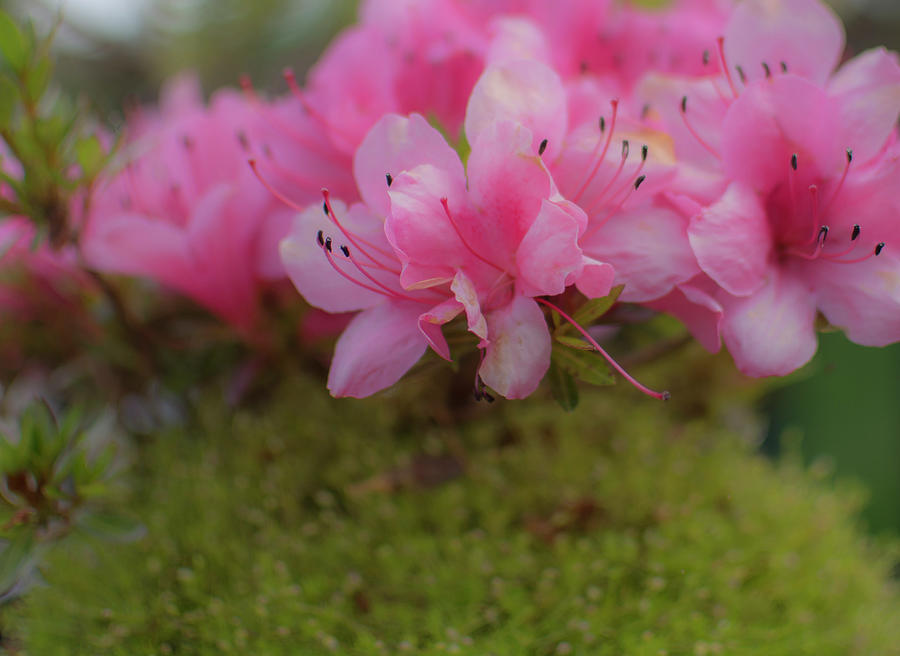 Pink Spring Flowers Photograph by Brian Howerton