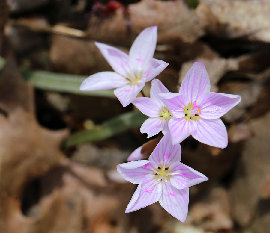Pink Spring Wildflowers 050320 Photograph by Mary Bedy