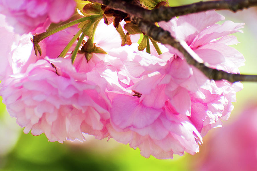 Pink Springtime Photograph