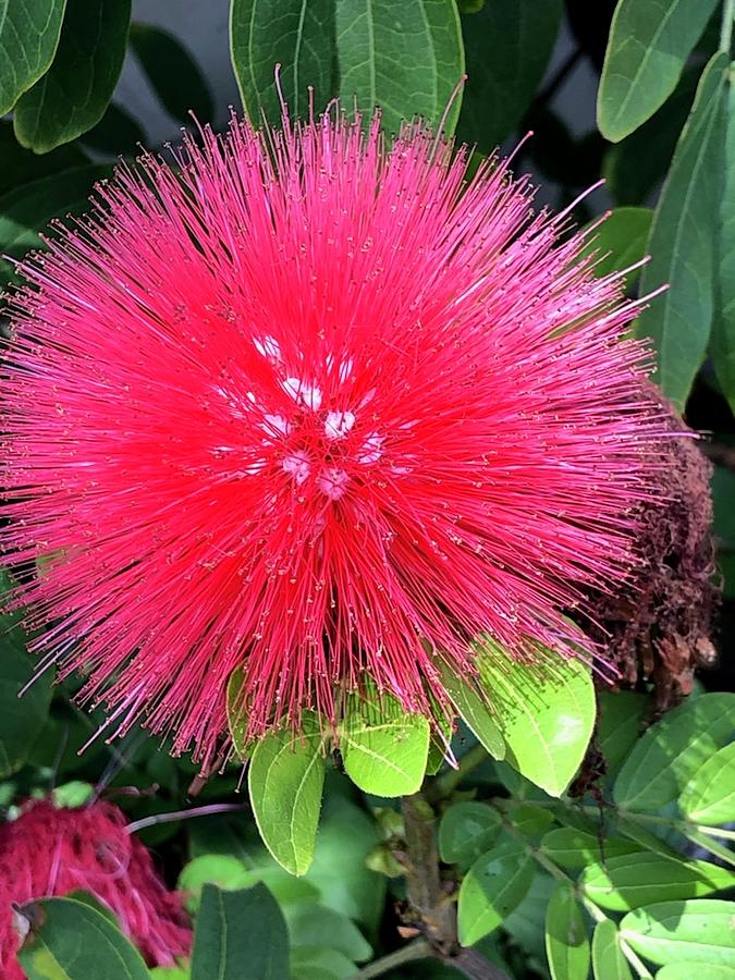 Pink star flower Photograph by Leslie Williams | Fine Art America