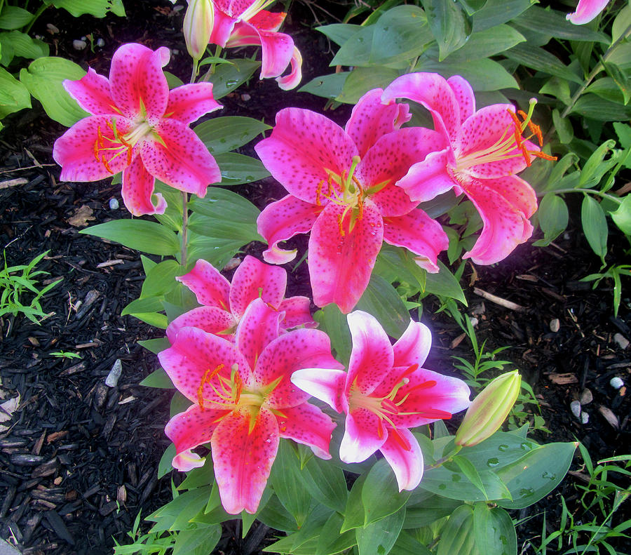 Pink Stargazer Lilies Photograph by Stephanie Moore