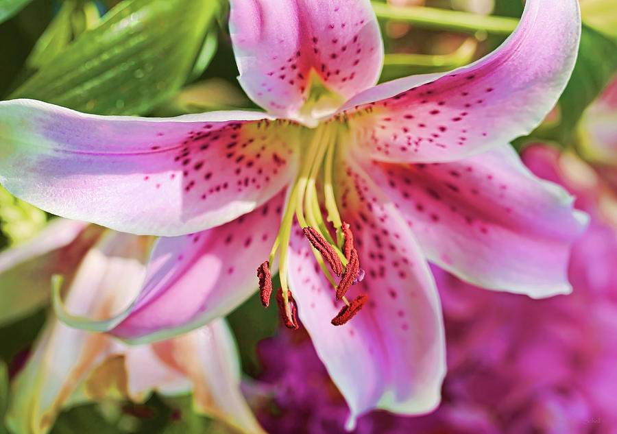  Pink Stargazer Lily Flower  Photograph by Jennie Marie Schell