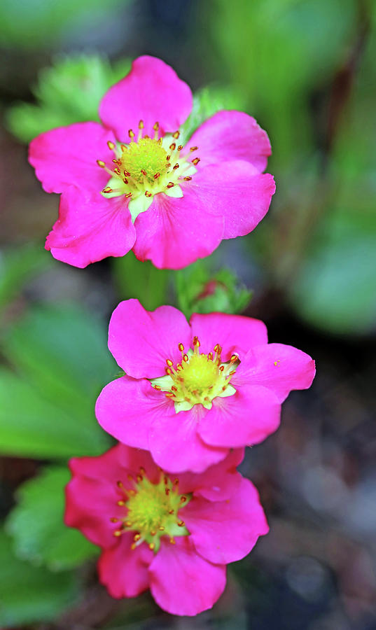 Pink Strawberry Flowers Photograph by Debbie Oppermann