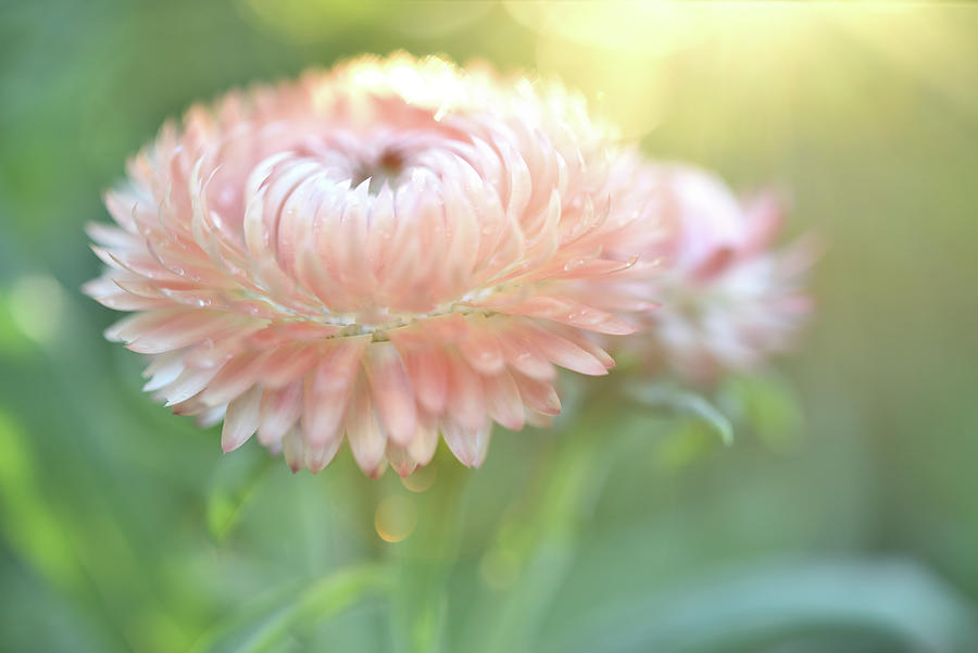 Pink Strawflower  Photograph by Leanna Kotter