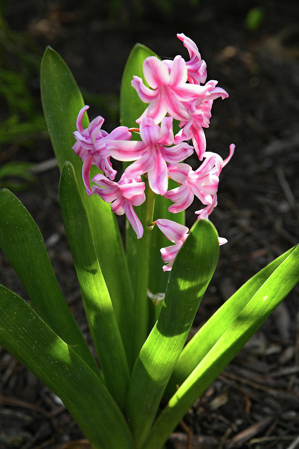 Pink Striped Hyacinth Photograph by Robert Tubesing - Fine Art America