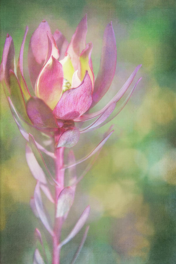 Pink Succulent Flower Digital Art by Terry Davis