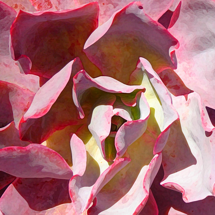 Landscape Photograph - Pink Succulent Square Close Up 3 by Amy Vangsgard